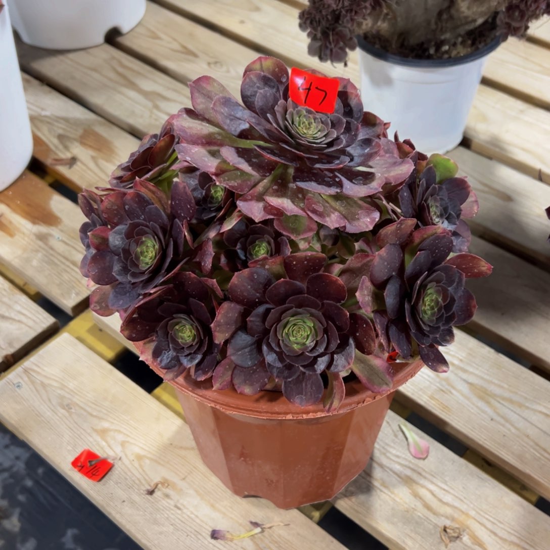 红*47炖肉植物发货雨荷