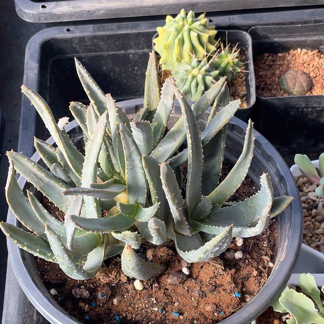 实生多枝芦荟 致远多肉