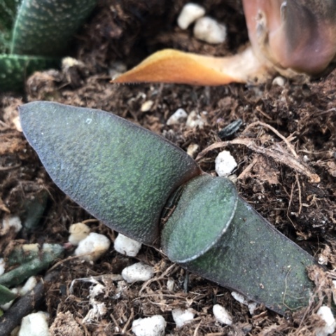 雅乐殿旋转蜗牛蜗牛