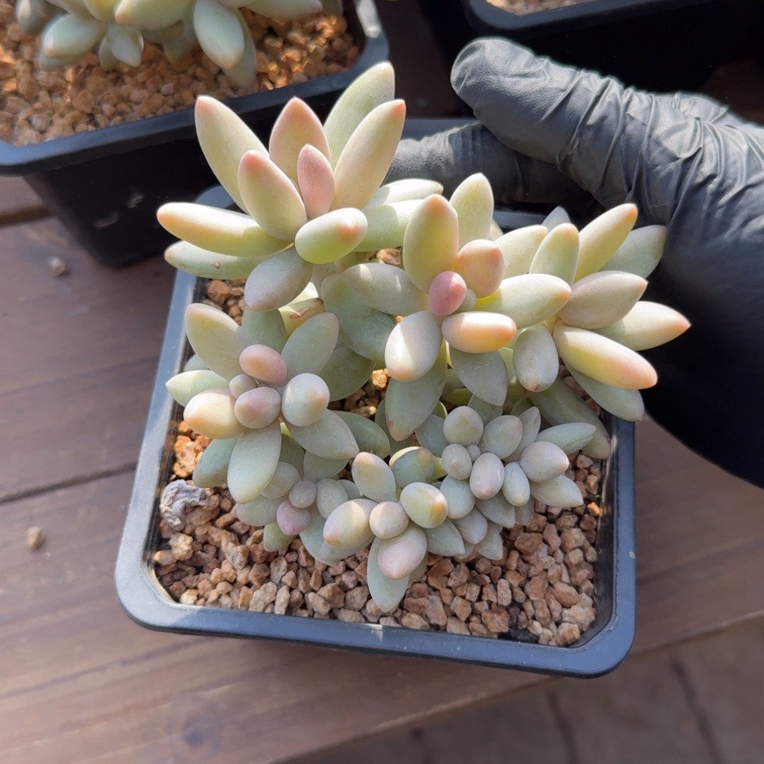 白兰地333333333333333