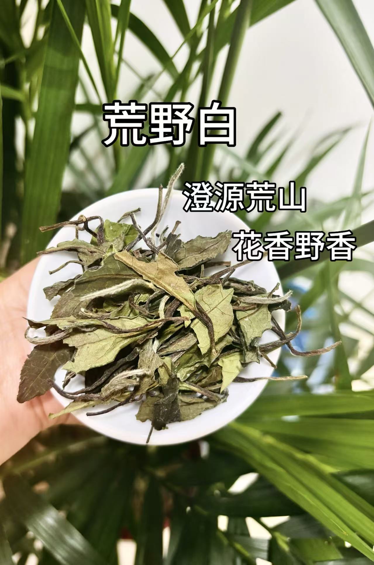 【荒野白】 2025年政和白茶 高山荒野茶花野香 挂杯具香 宠粉价