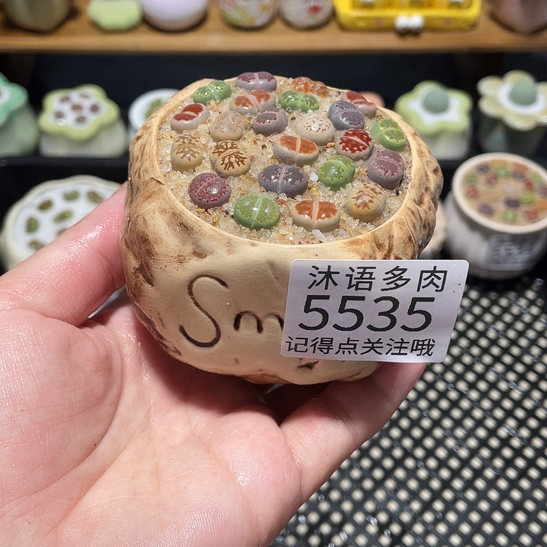 带盆土植物 一物一拍5535