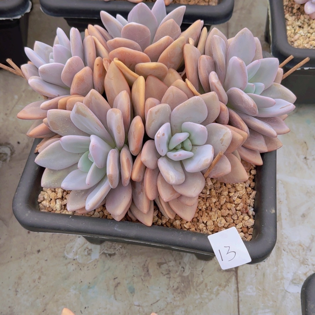13粉兔多肉植物营养