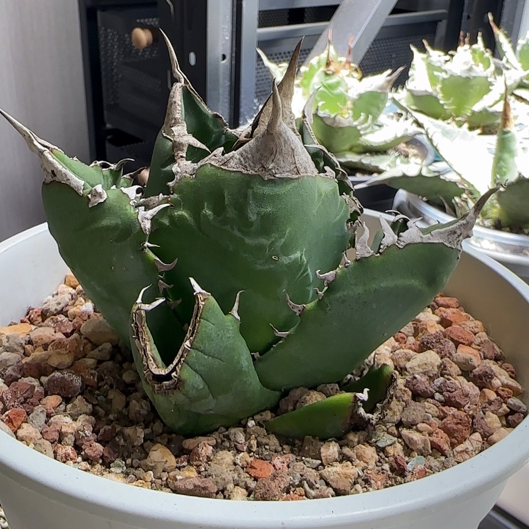 白火炎龙舌兰11111111111