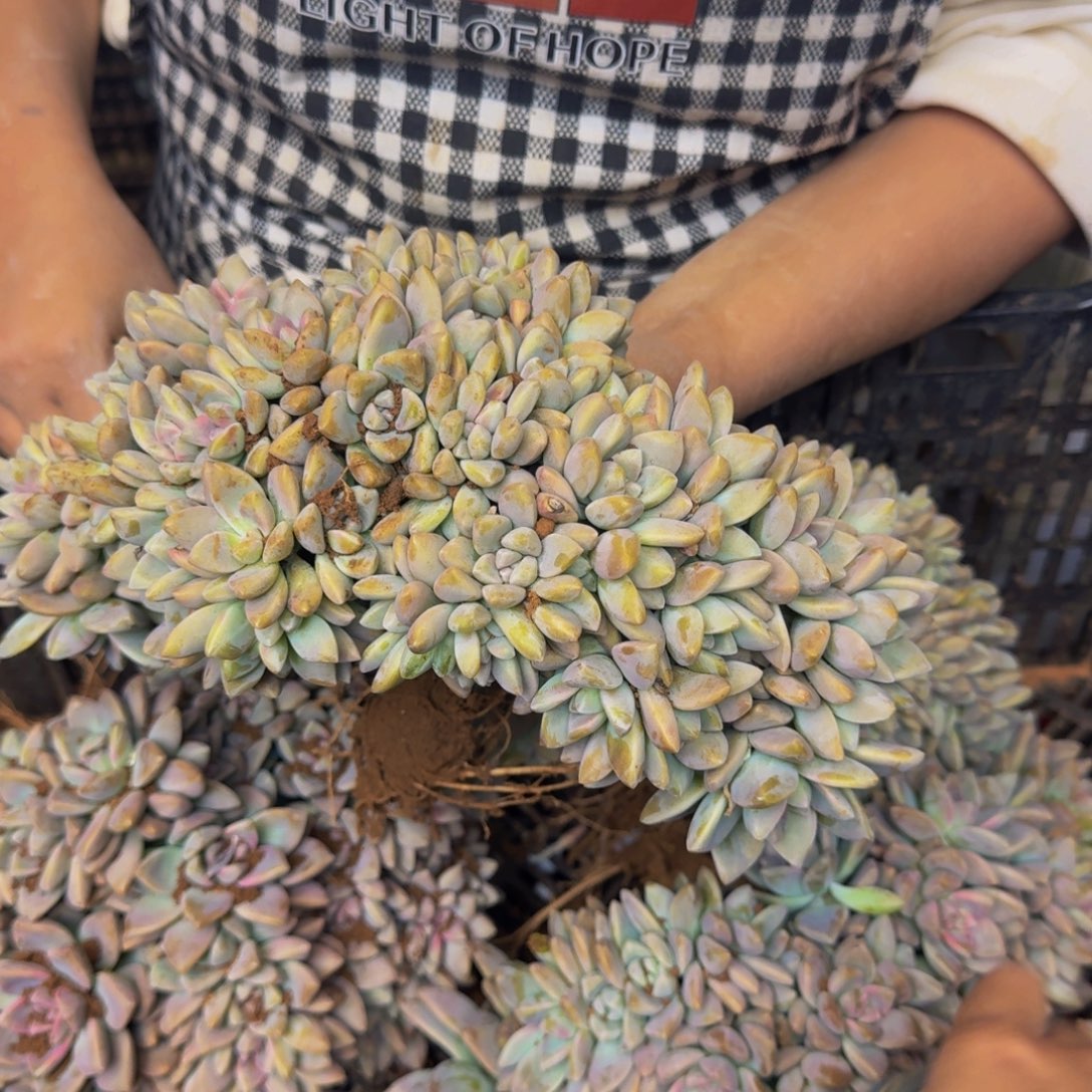 关***宝淡雪缀化 一颗 不包损1072