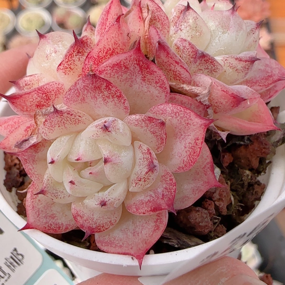 花语多肉1211-226红魔仙散