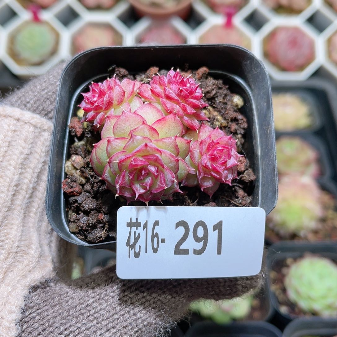 花利美16-291女王