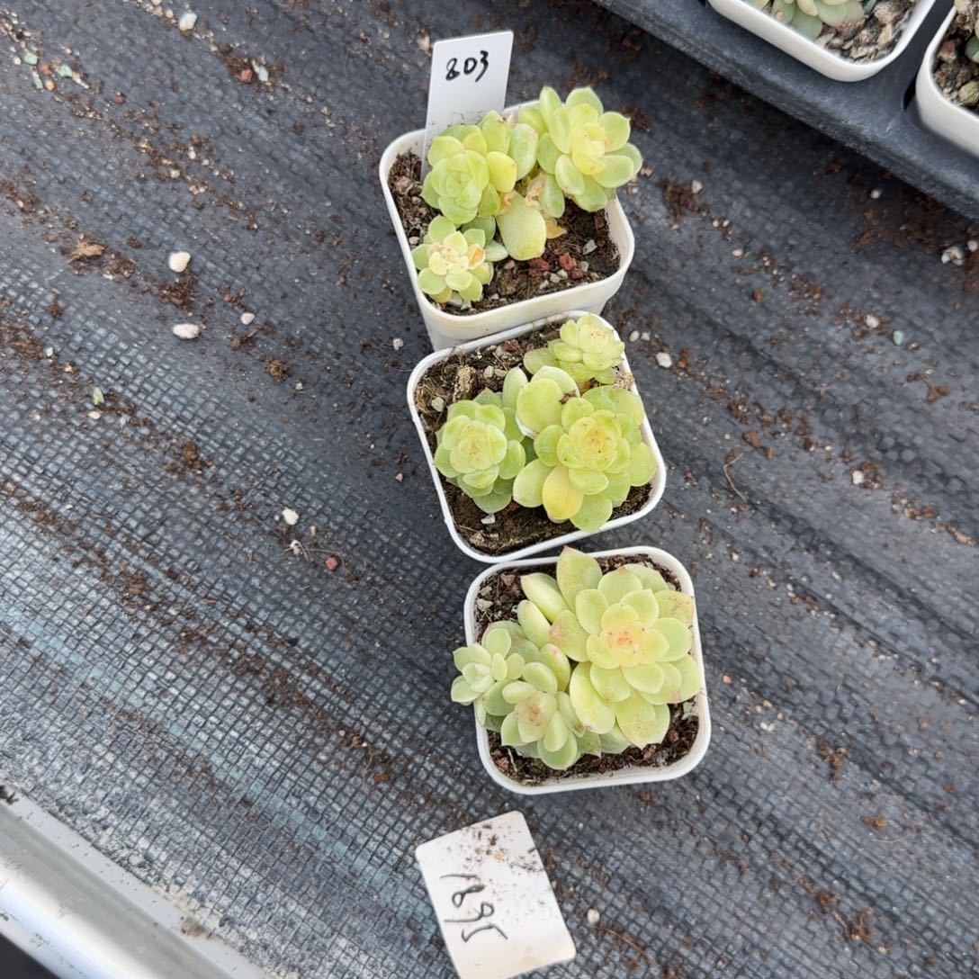 803 三头盆一个7床满25包邮