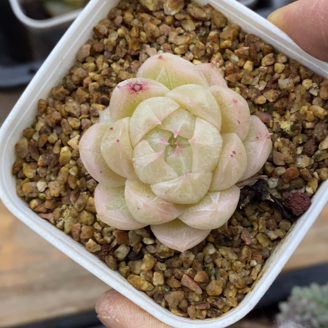 精品多肉一物一拍不包整262