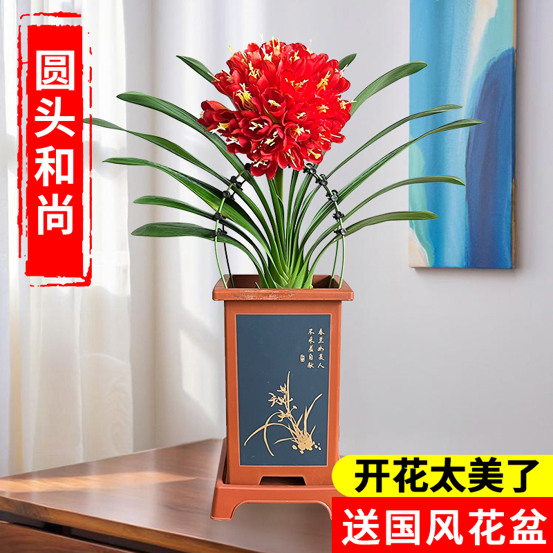 【圆头和尚 5年精品君子兰】高档室内花卉兰花盆栽当年开花四季常青