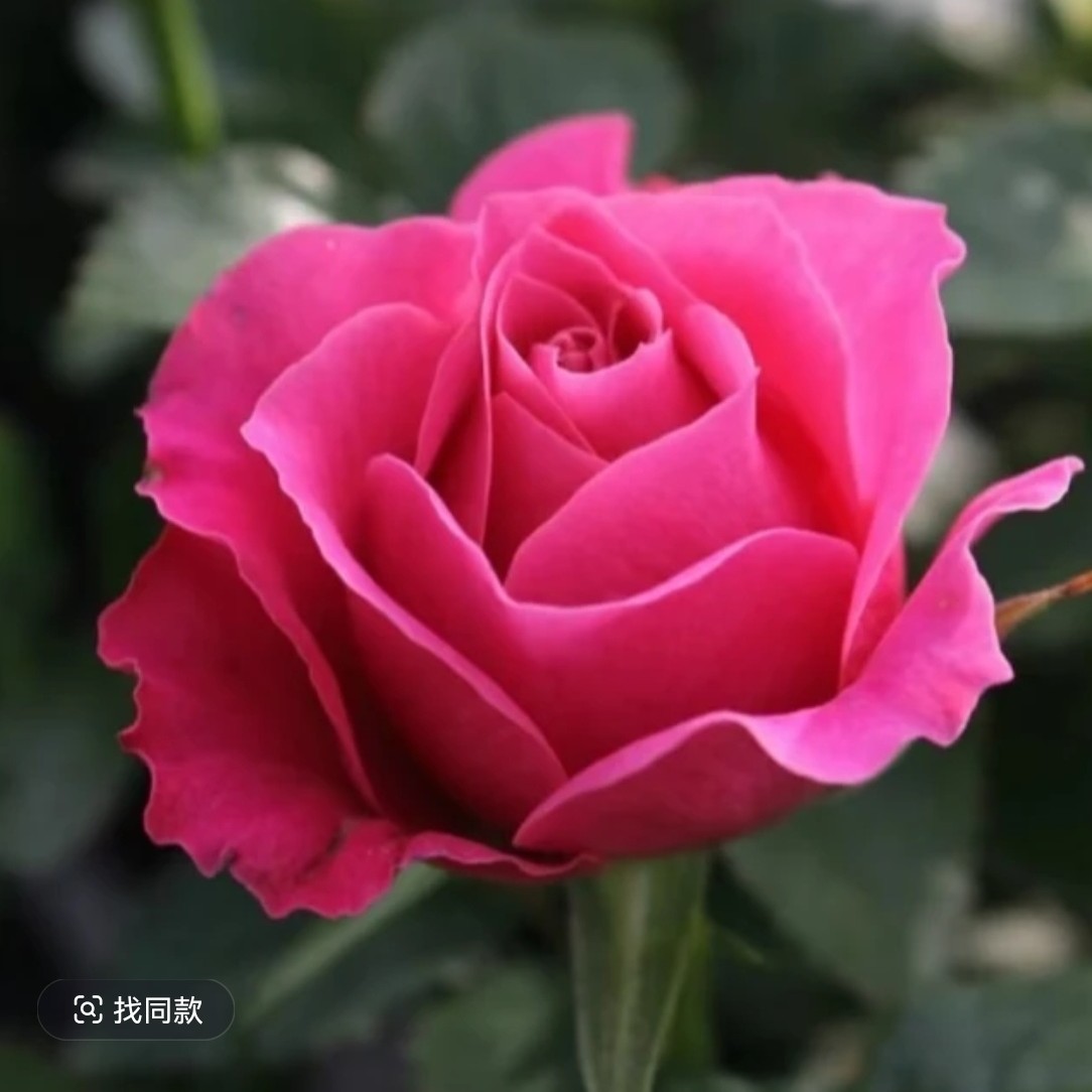 紫红色棒棒糖月季四季开花大花