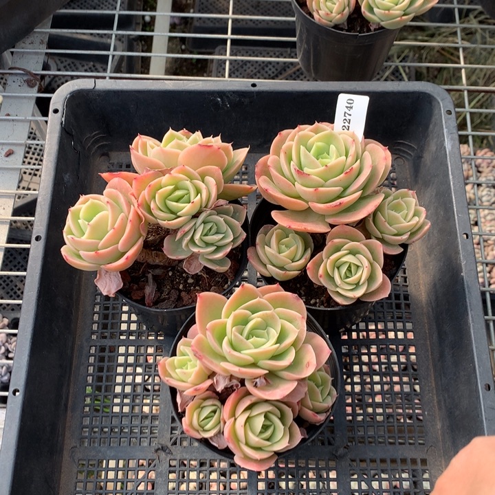 122740三个嗯嗯嗯嗯嗯嗯好喜欢