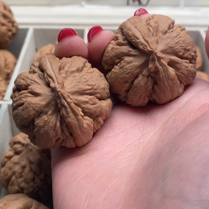 霸王龙全品无修一刀没动