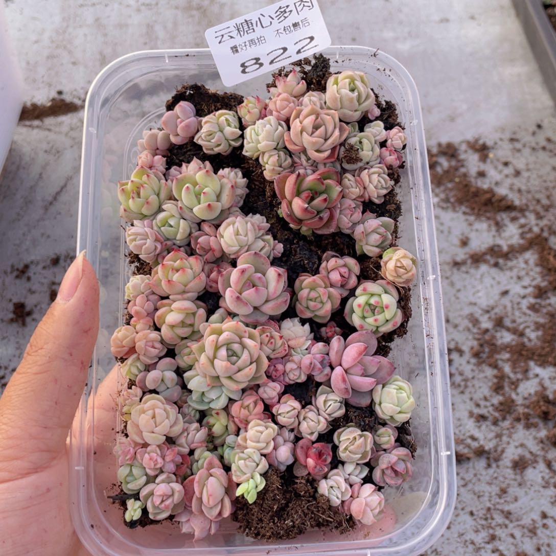 云糖心多肉植物822