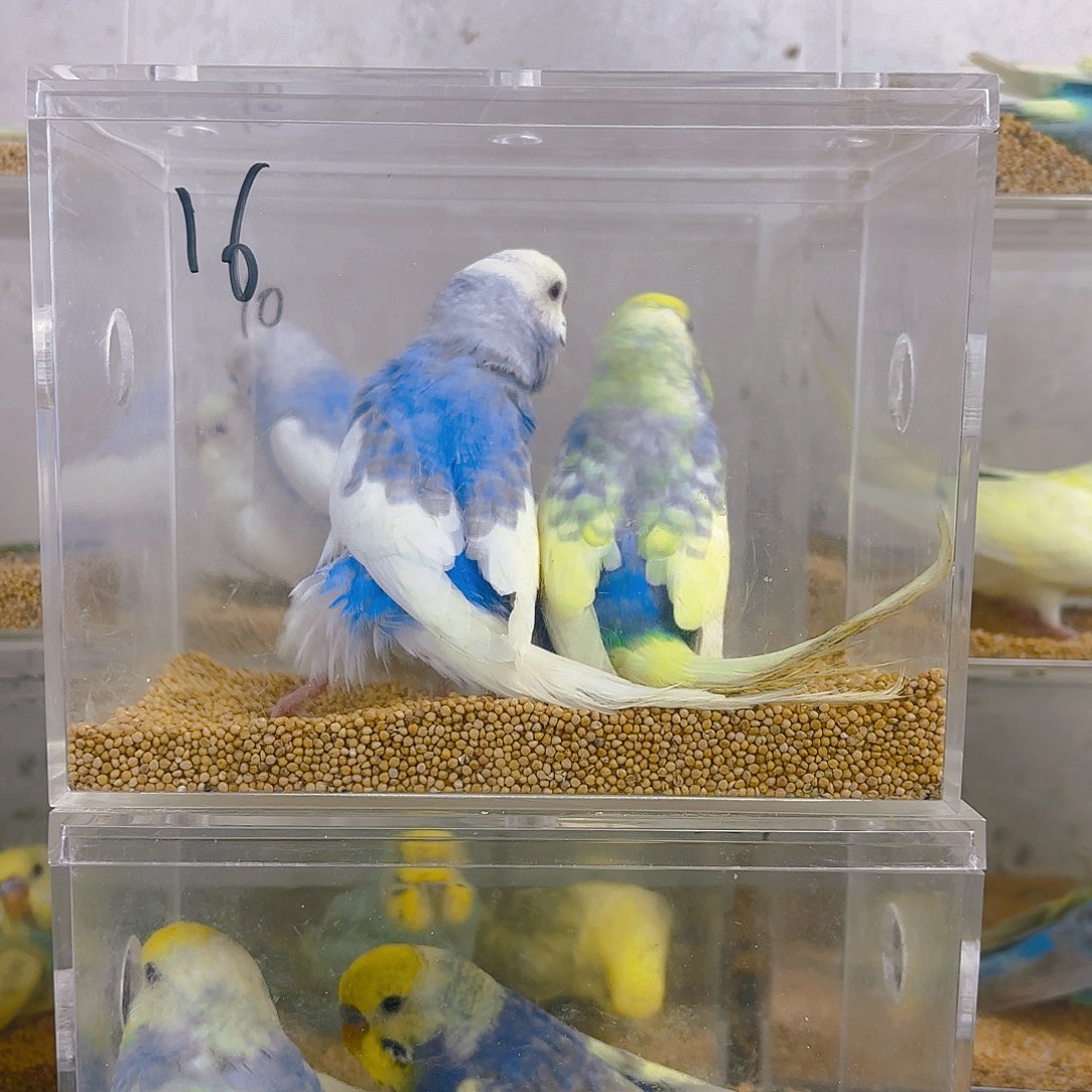 爱***易虎皮鹦鹉成年金彩一对