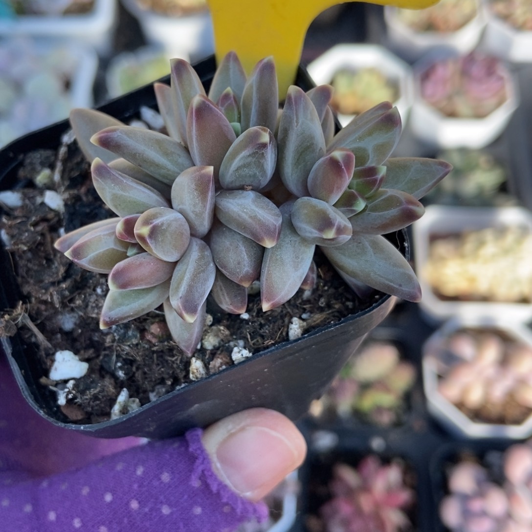 894梵高美人多肉植物