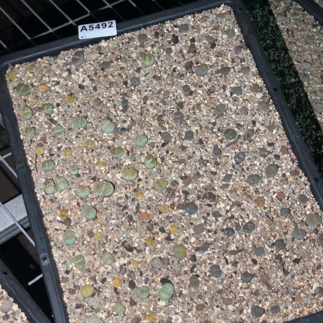 ****月5492福利筐1不售后