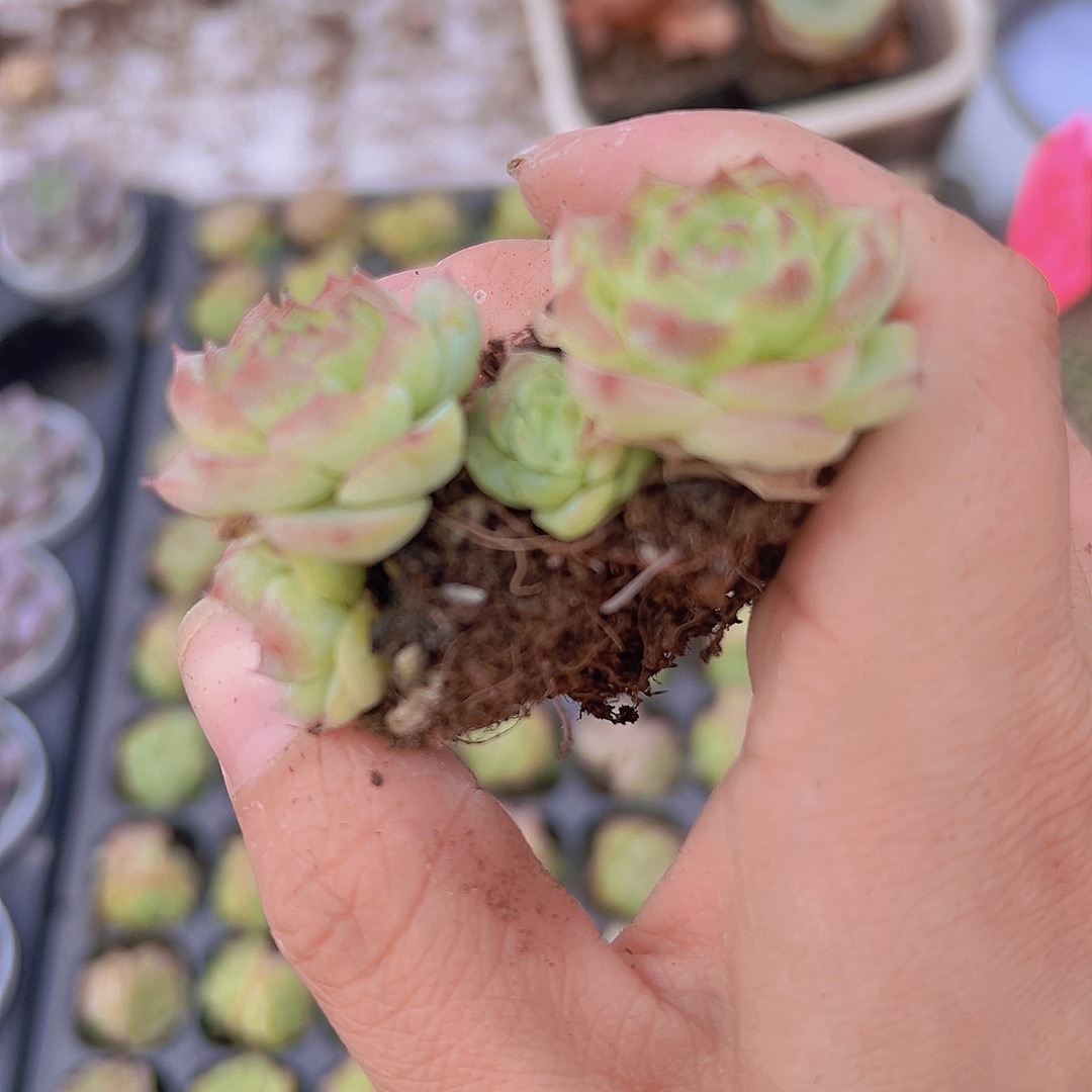 穴盘62玫瑰2颗19包邮