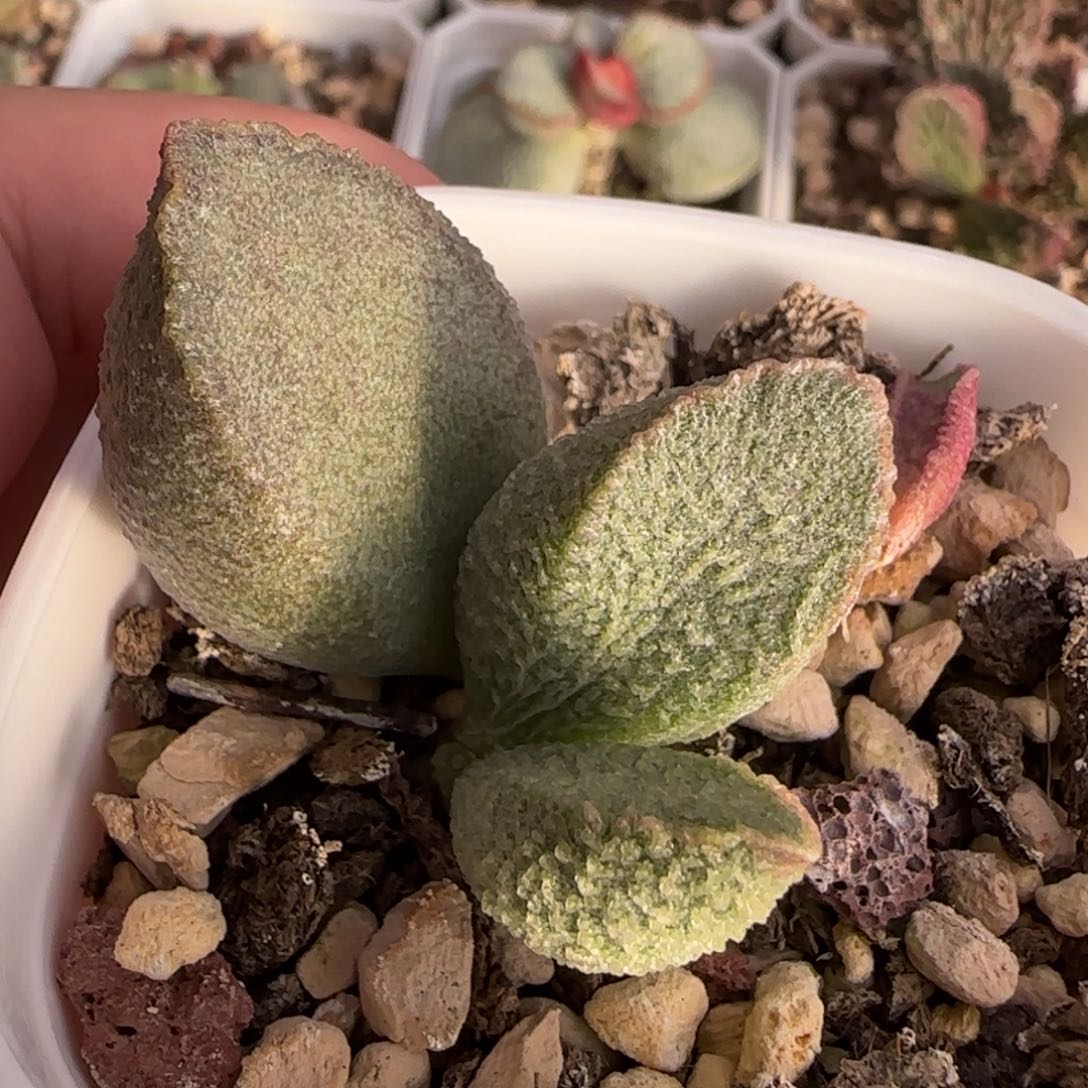 绿猪肝水泡多肉植物