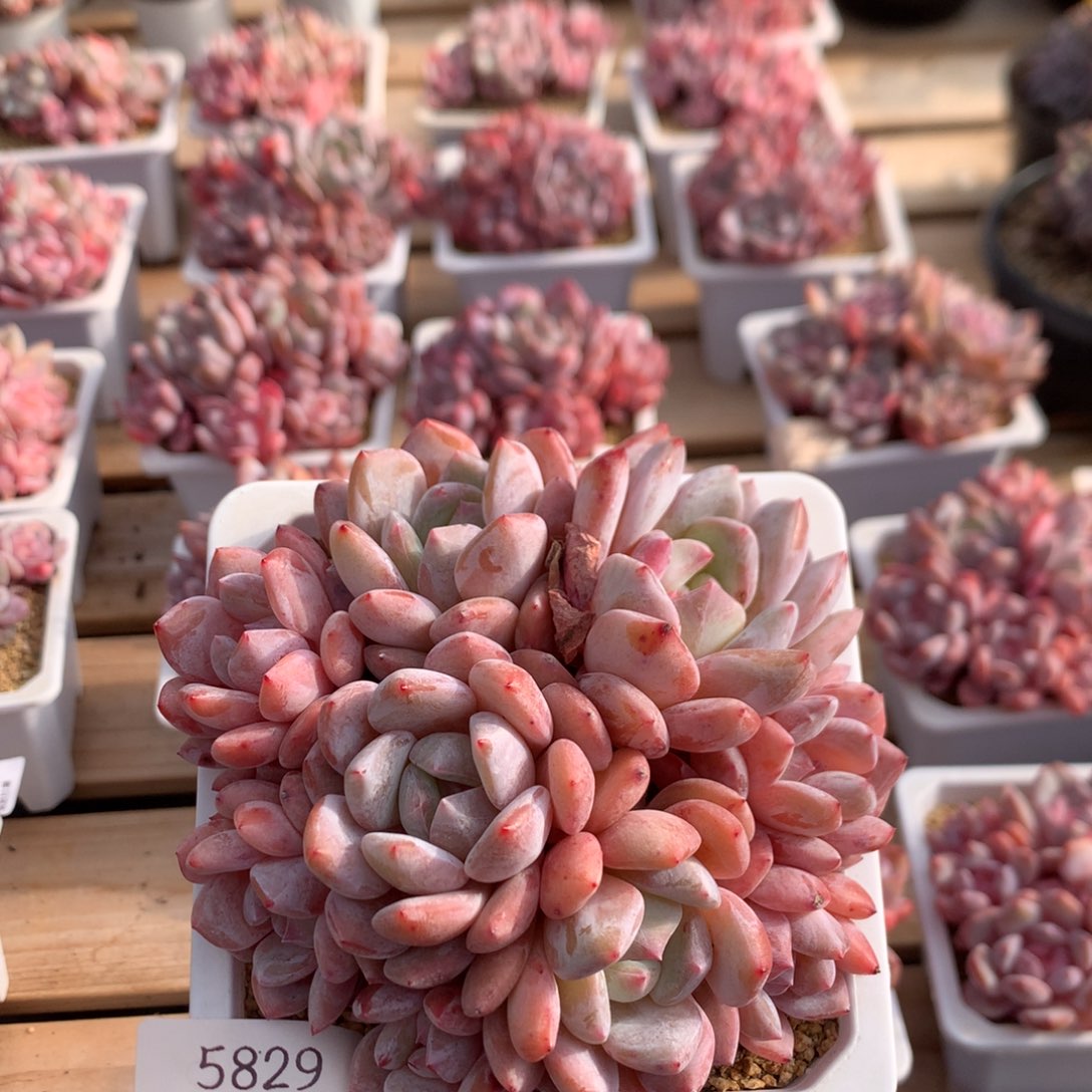 用***713厘米有砍九头橙子 5829