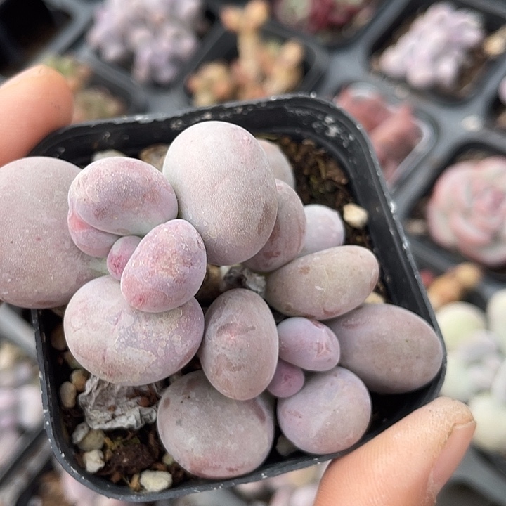 一我一拍满18包邮石化