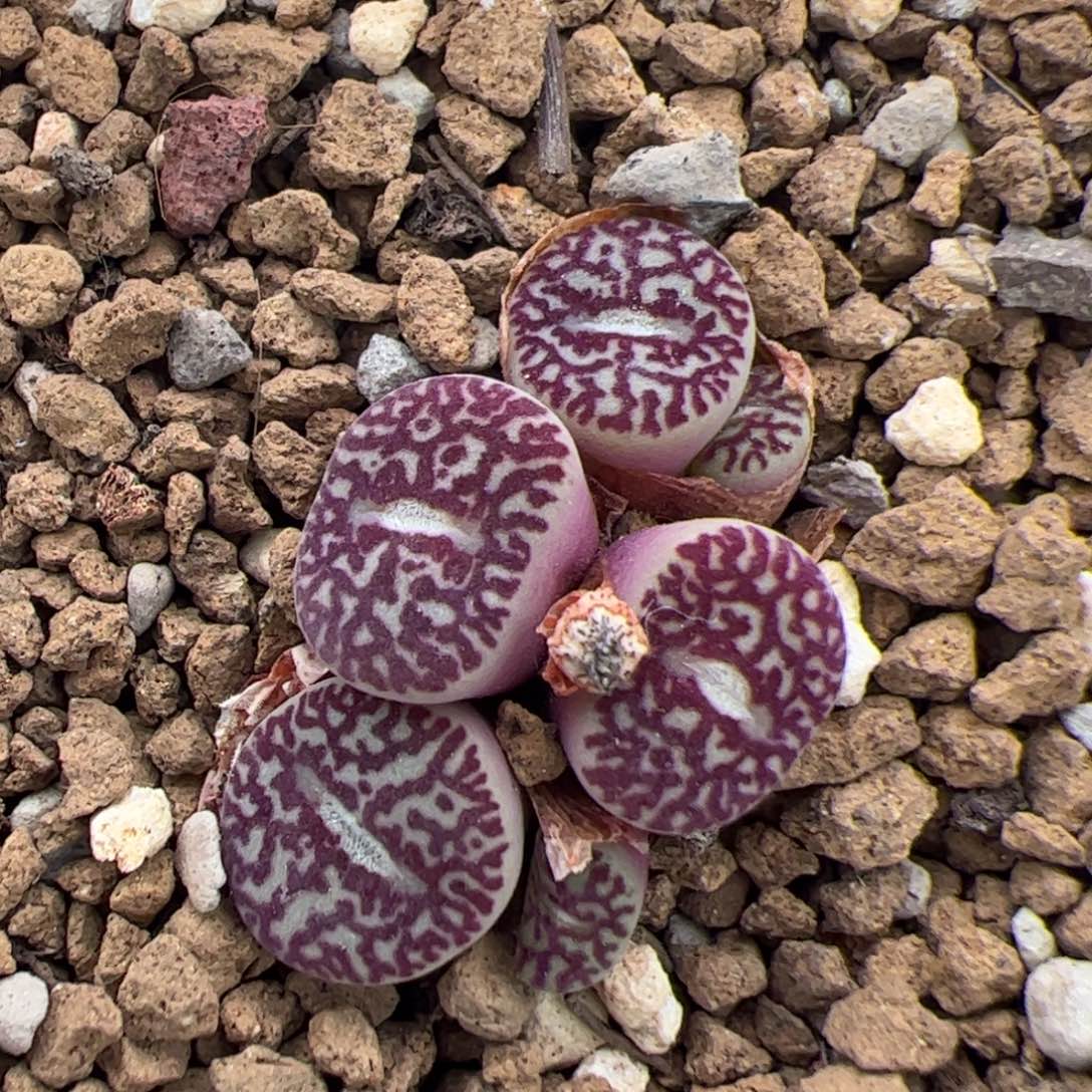 0211号墨 多肉植物