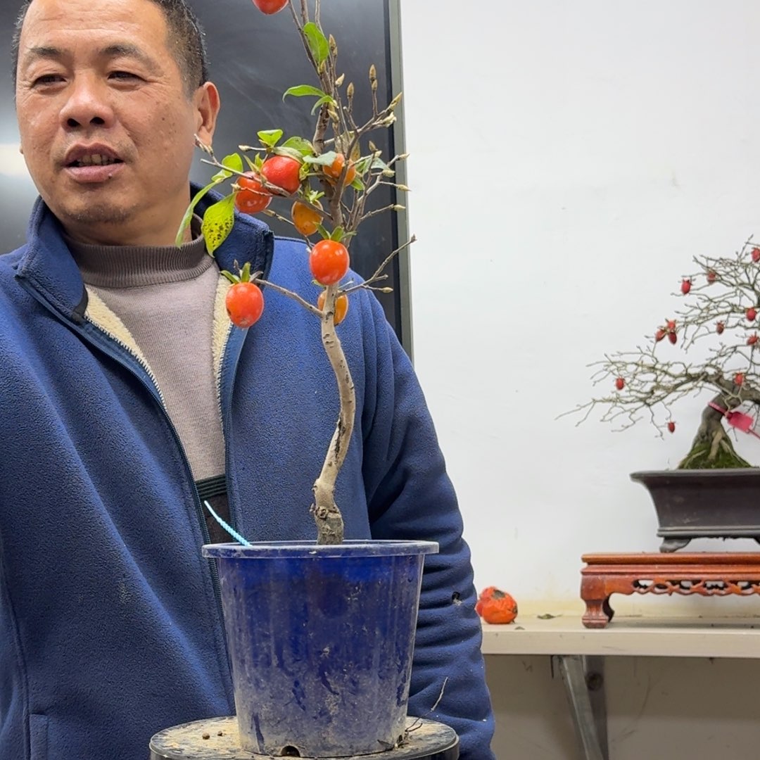 春***雨无花朵391顺丰到付不包邮