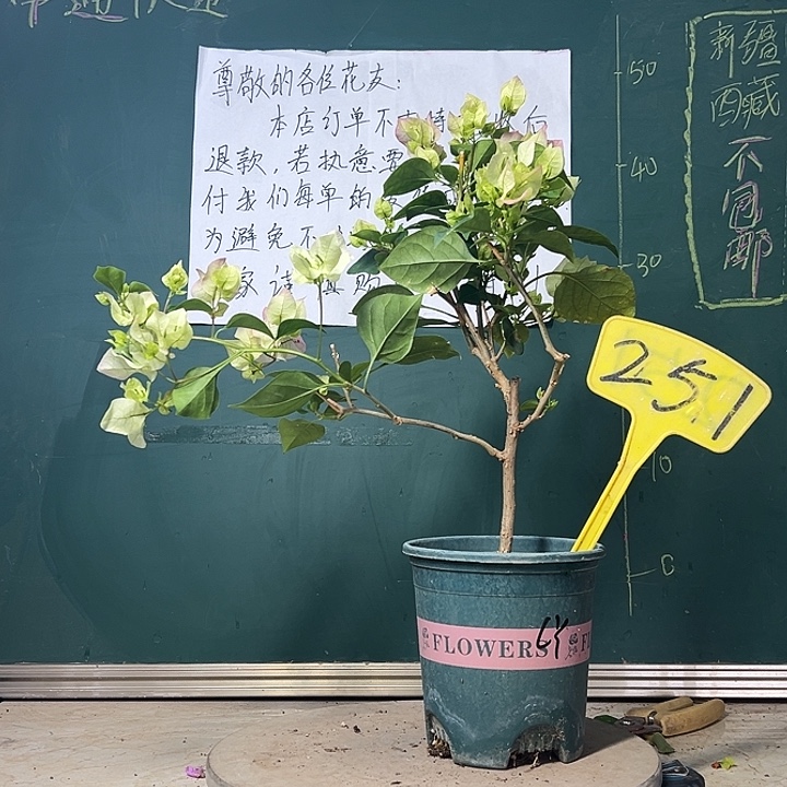 当前无花栽培后可以开花绿樱251