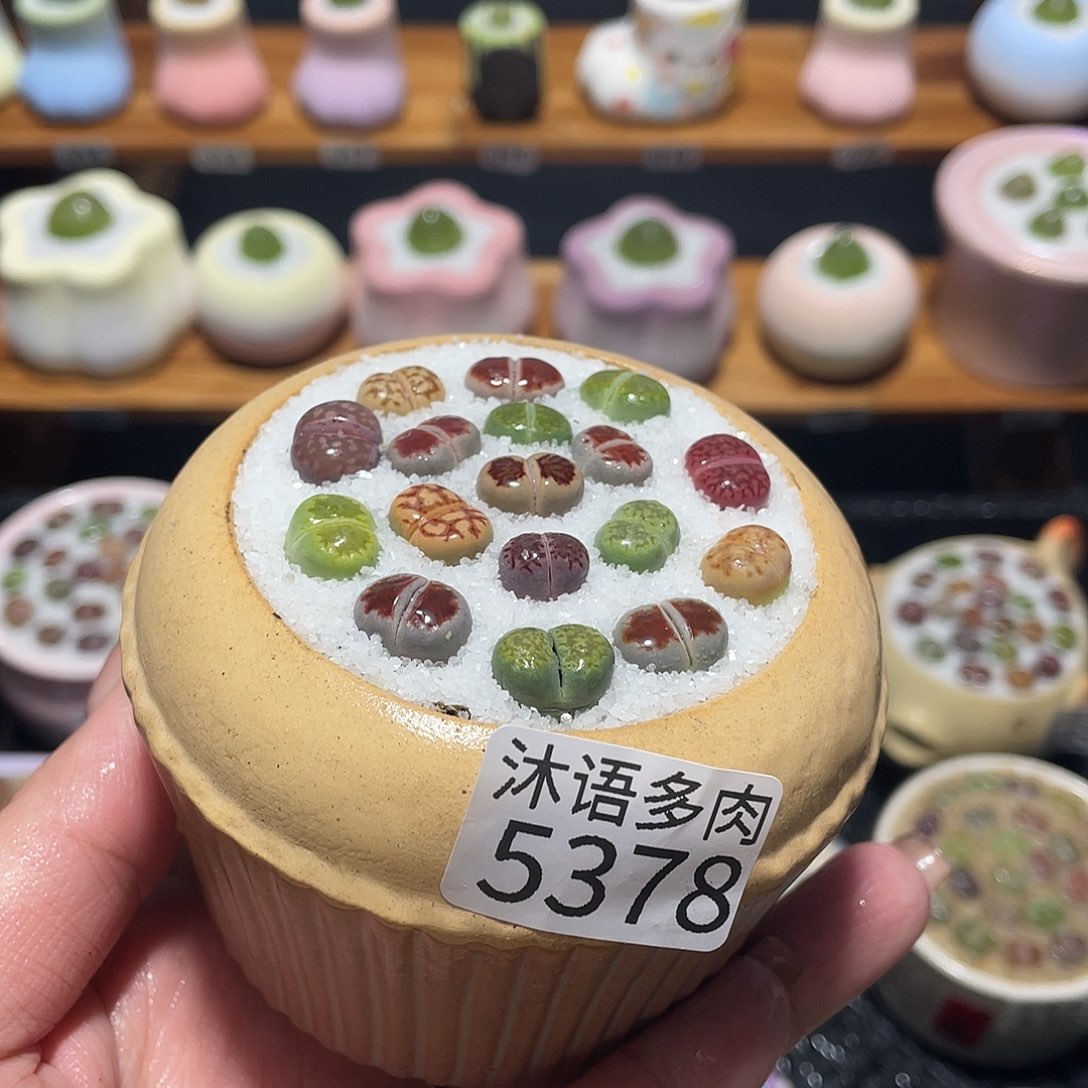 带盆土植物 一物一拍5378