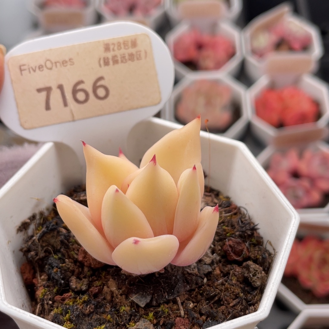 饺子皮7166-3.5厘米