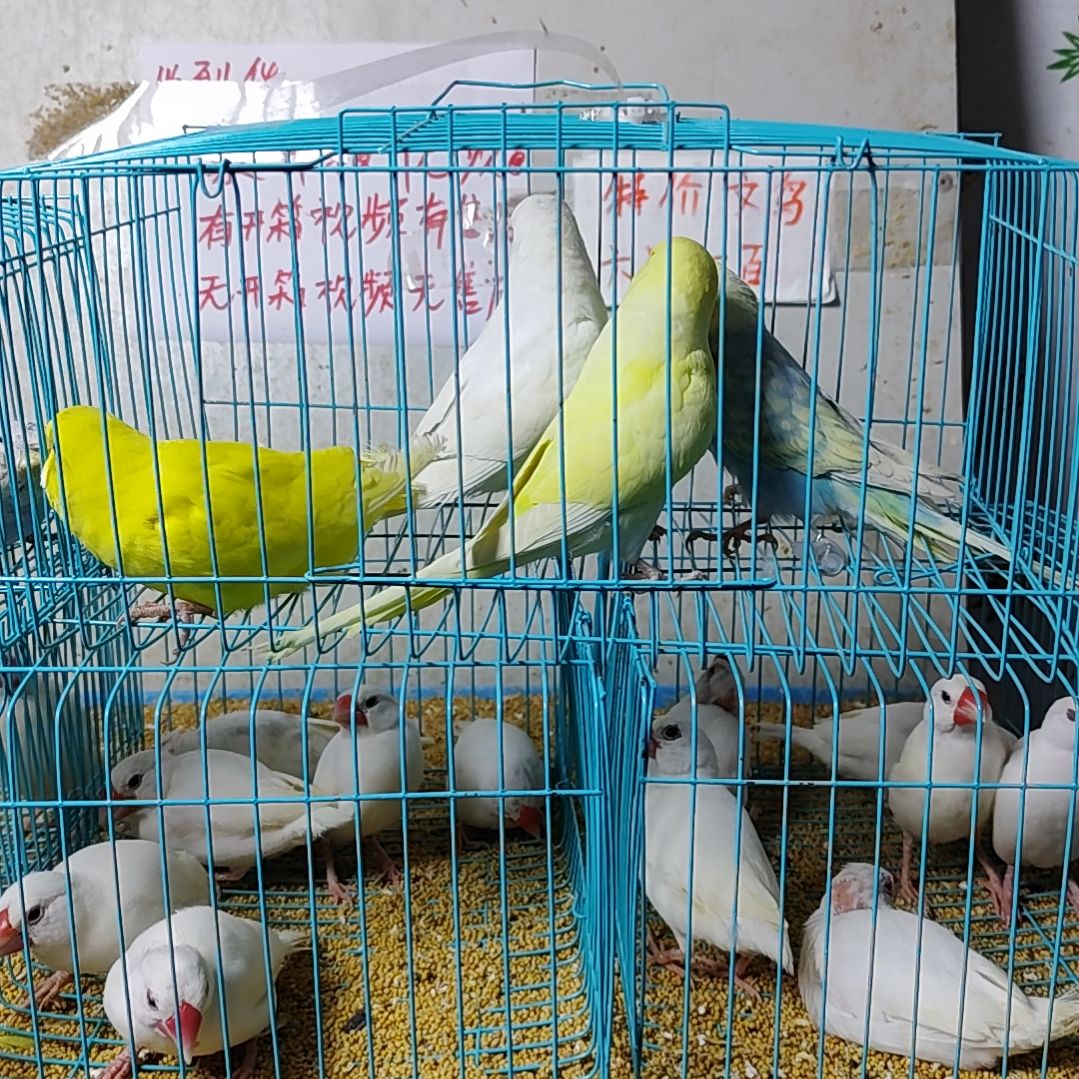 酱***仔文鸟大头虎皮鹦鹉两对