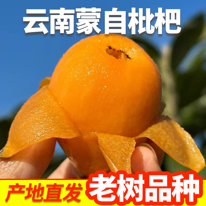 【送枇杷花】云南蒙自新鲜采摘枇杷鲜果皮薄多汁香甜可口孕妇水果
