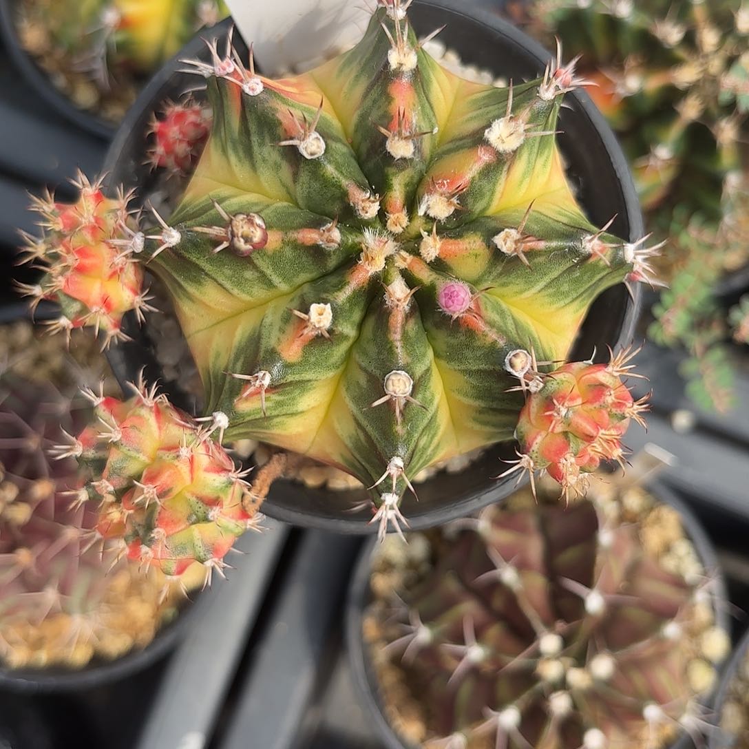 252-0612泰国发货多肉