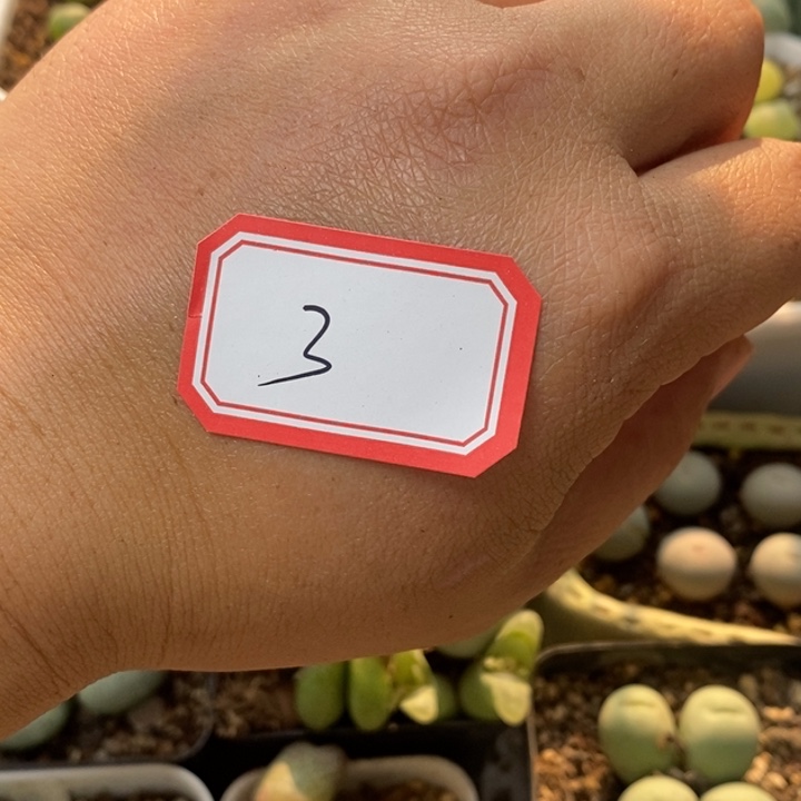 ****莉56889889899808988