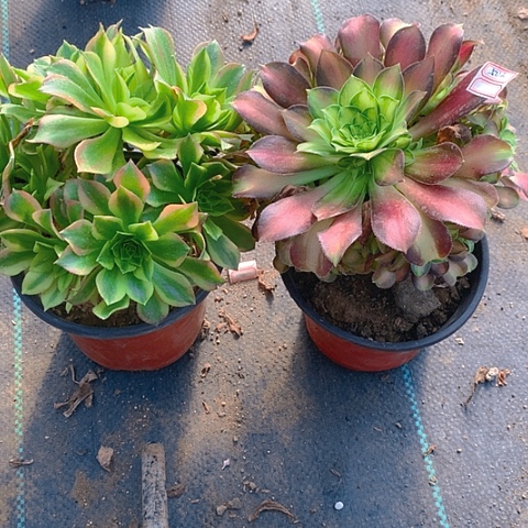 503法师2棵多肉植物