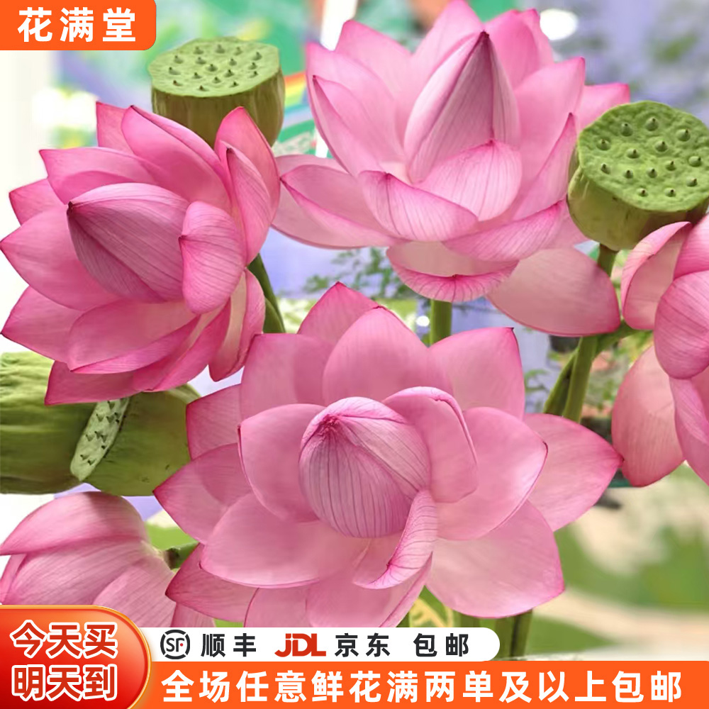 【次日达·亭亭玉立】荷花3枝·家居花·鲜切花全场两单顺丰包邮·基地直发·批发·荷花鲜切花·荷花次日达