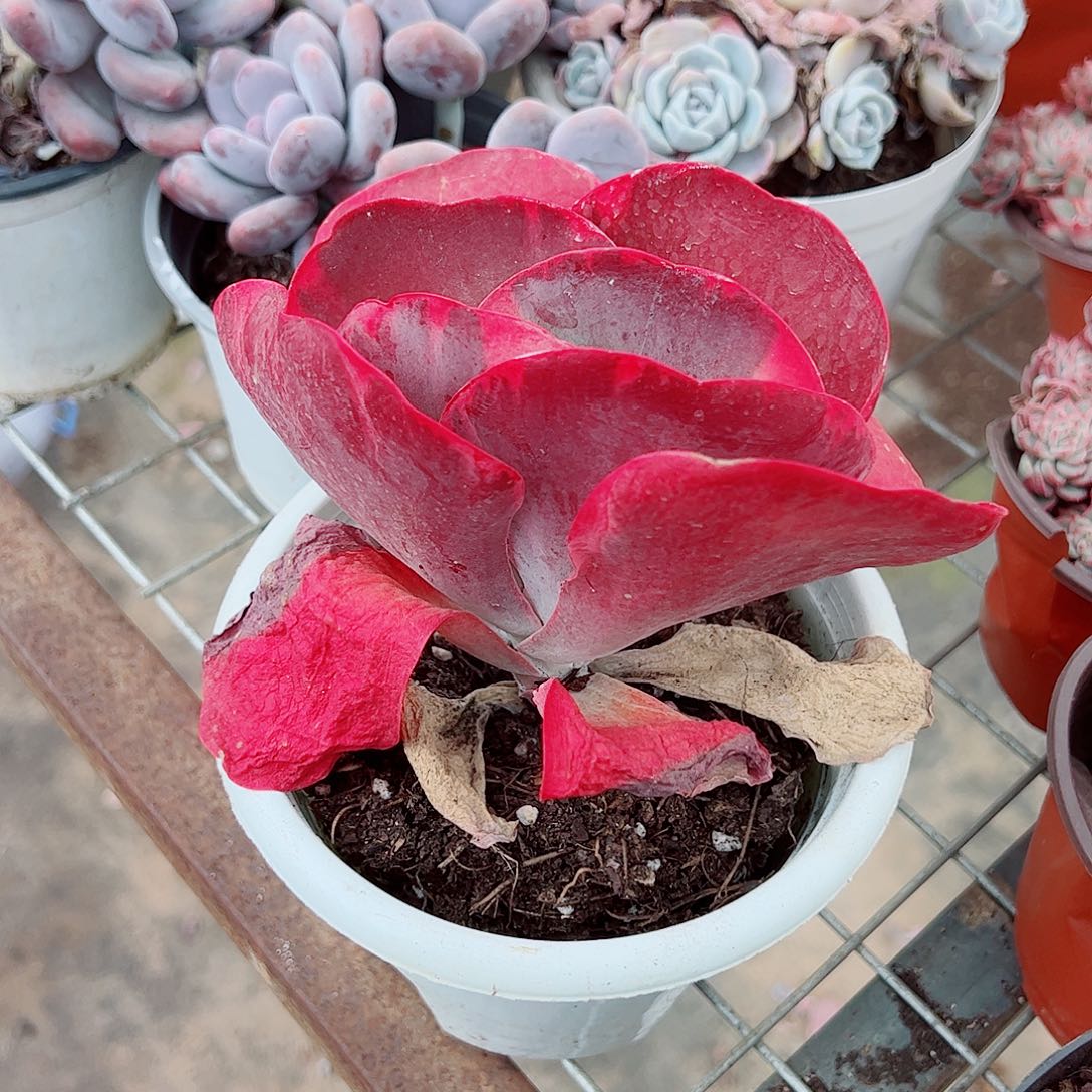 唐印大单头精品特价