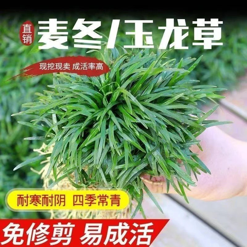 耐寒玉龙草矮生麦冬草庭院绿化草皮别墅四季常青耐踩草坪植物