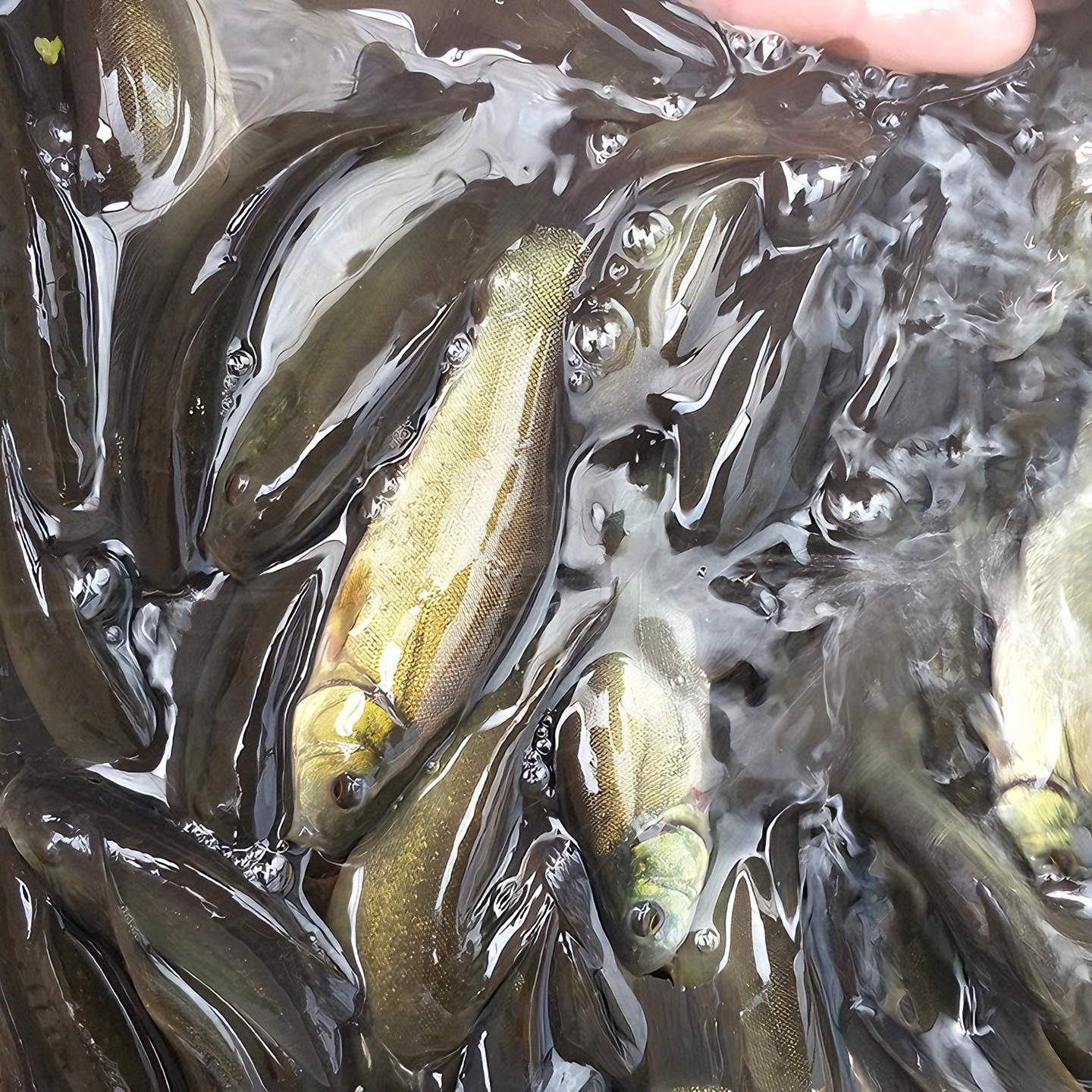 丁桂耐活易养  鲜活淡水鱼