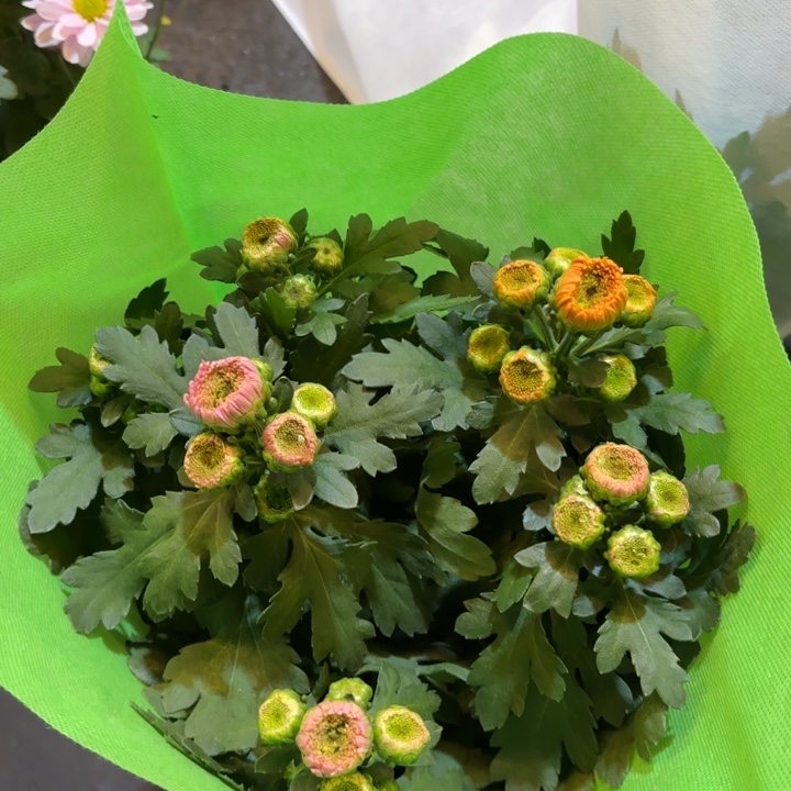 双色卡林巴菊花盆栽