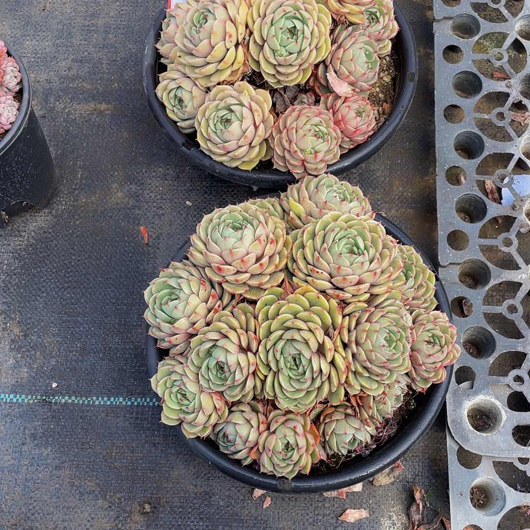 九**莉笨巴多肉植物群2颗