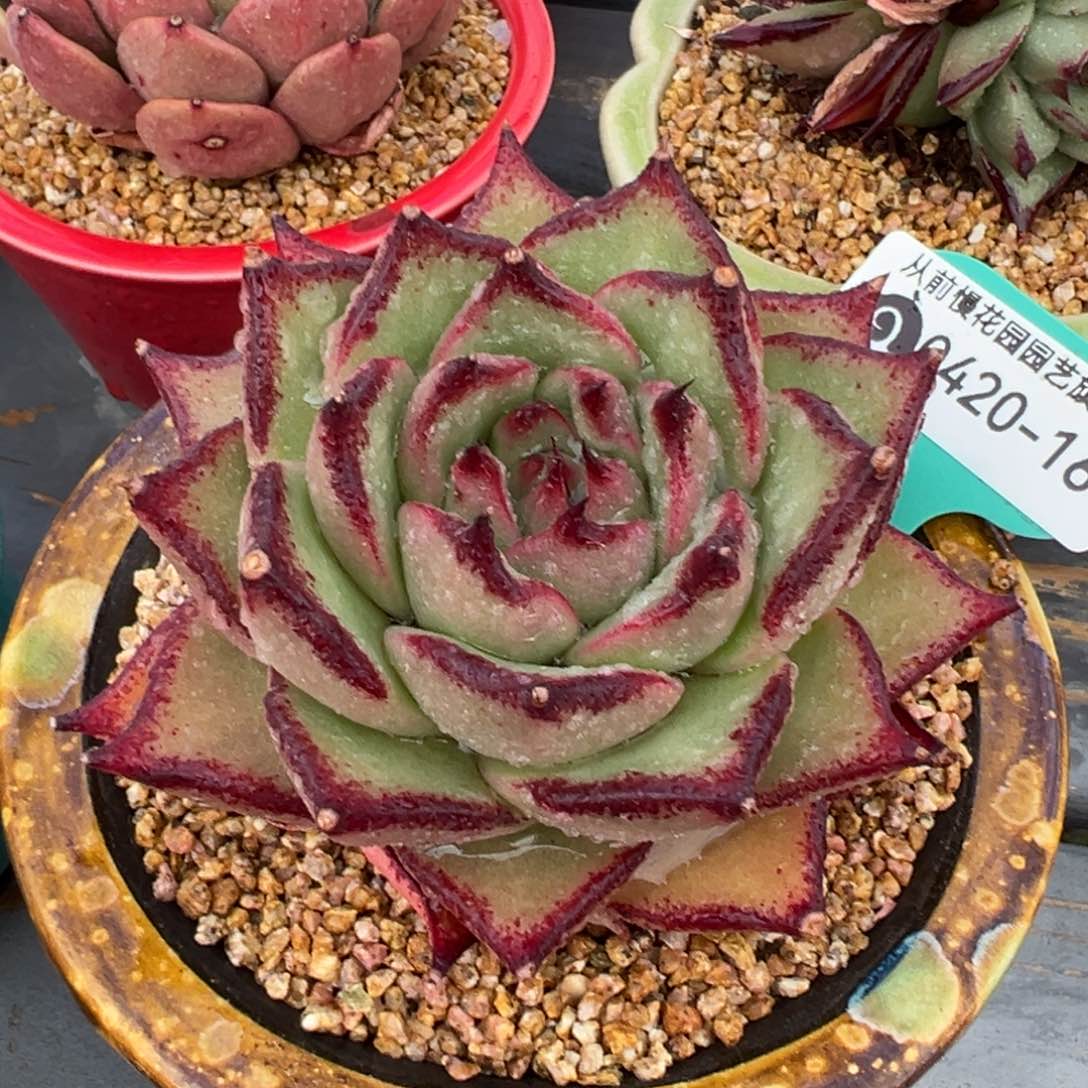 从前慢多肉精选编号0420.160