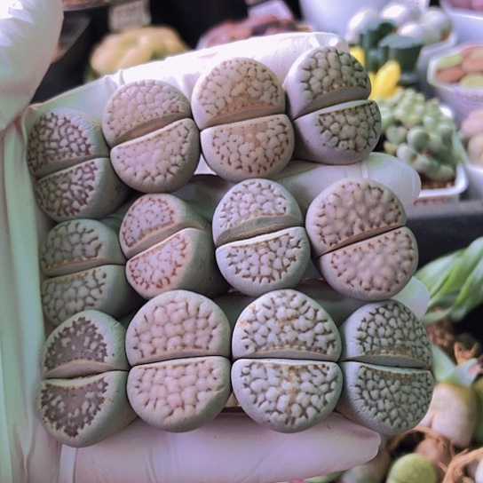 无花朵2664，2厘米以上有点干