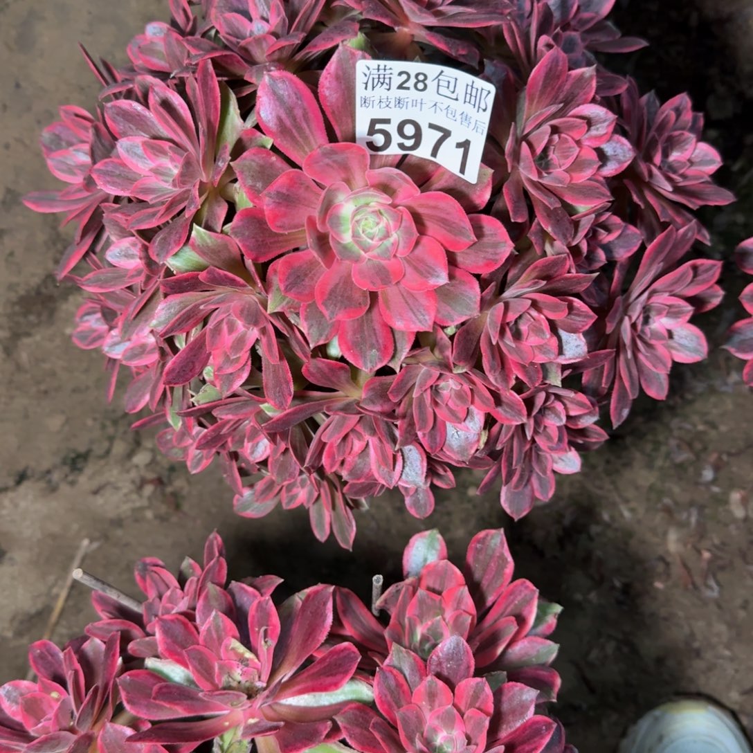 5971浣纱多肉植物