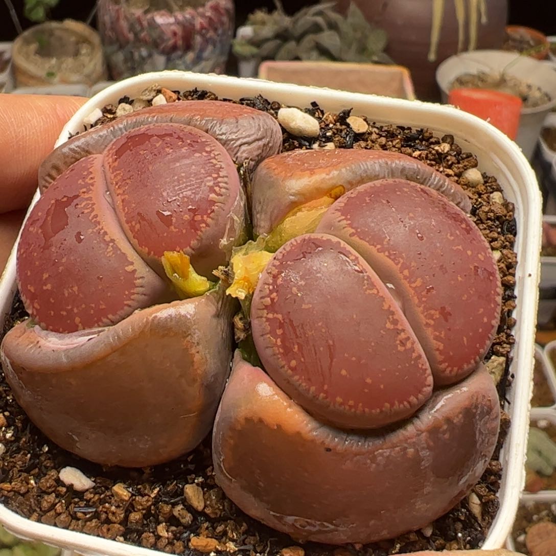 红宝石多肉植物百科