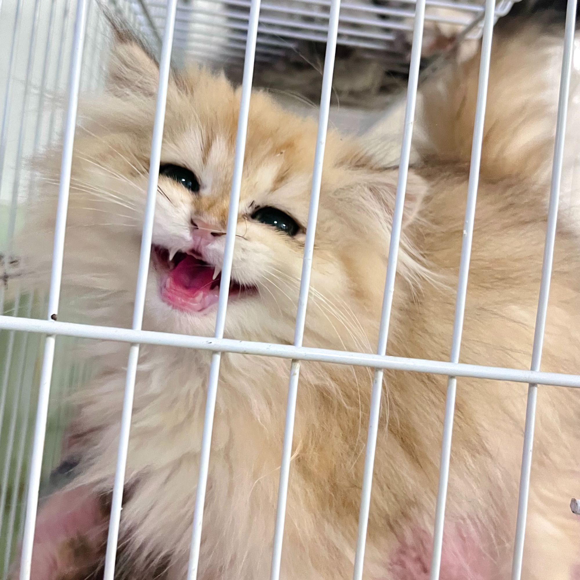 【嗨嗨宠物】猫猫活体通用 以直播间品种讲解为准