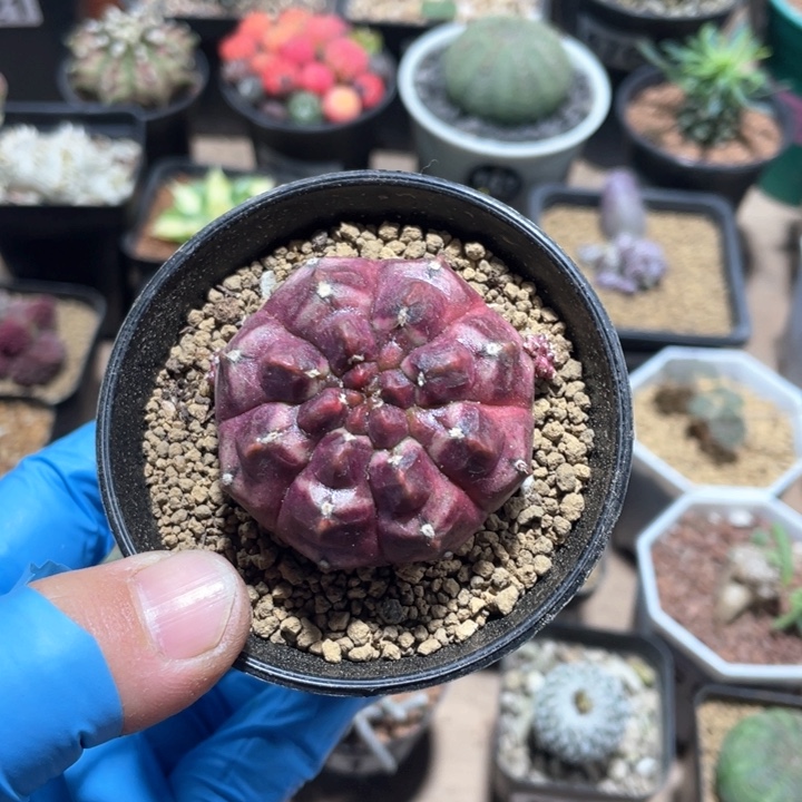 474大紫色梦想仙人球