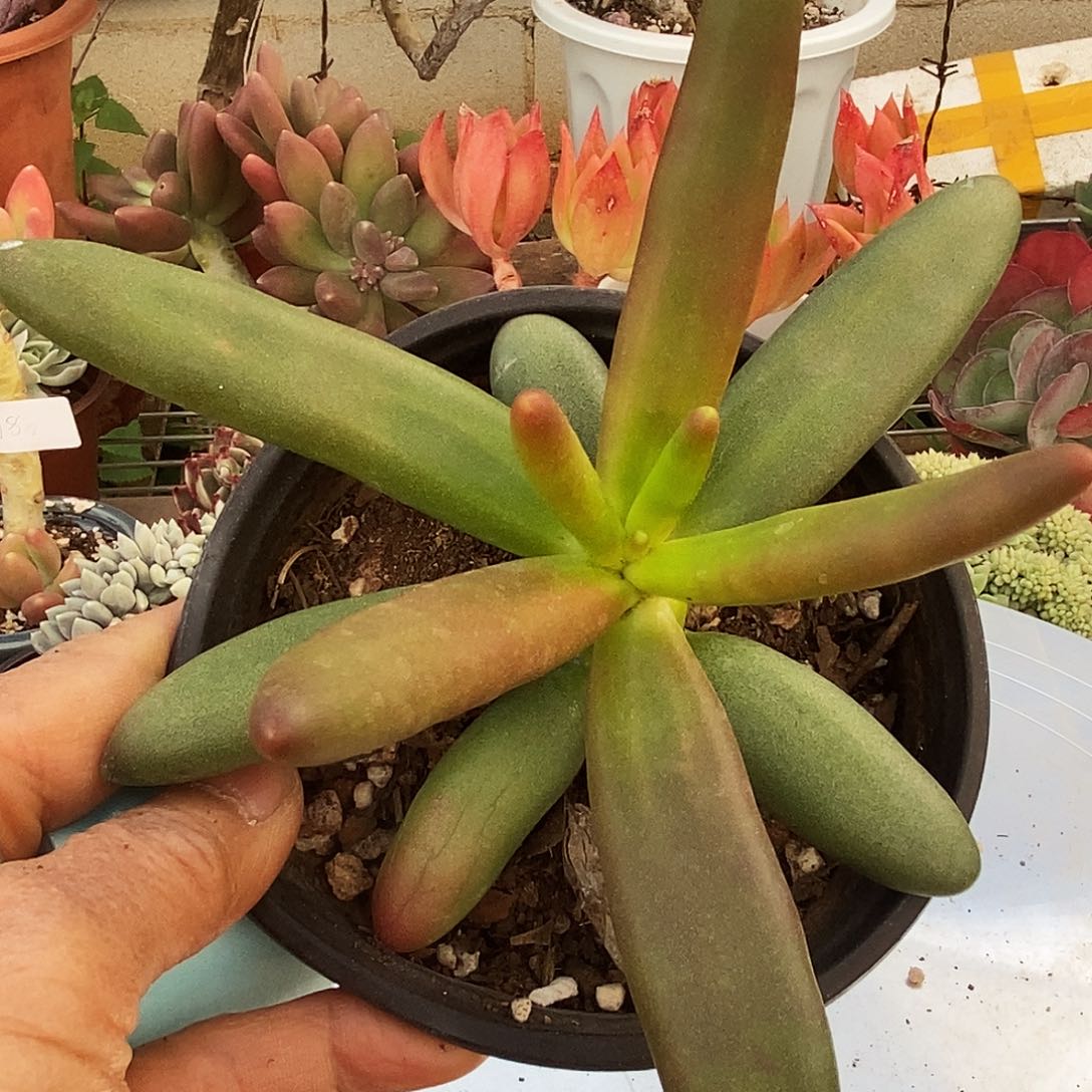 椰子树非常福利044