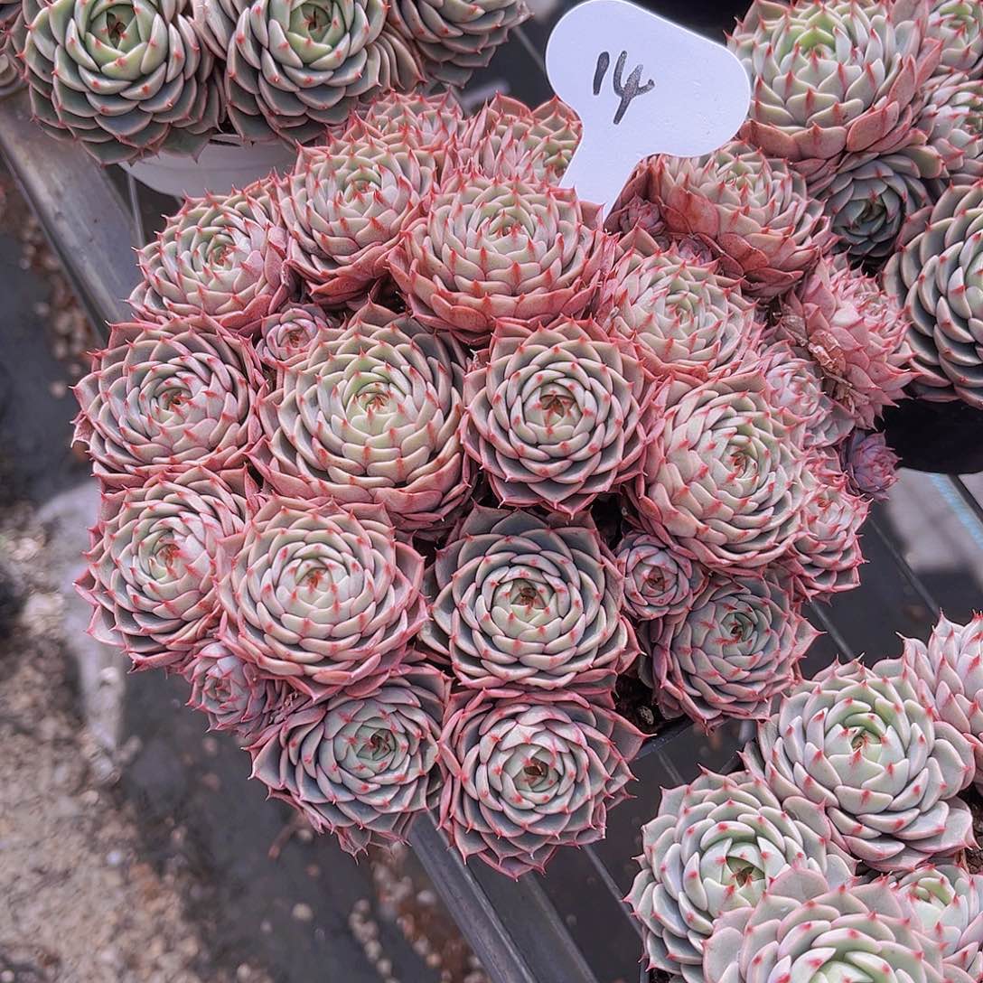 本吧19公分99988888