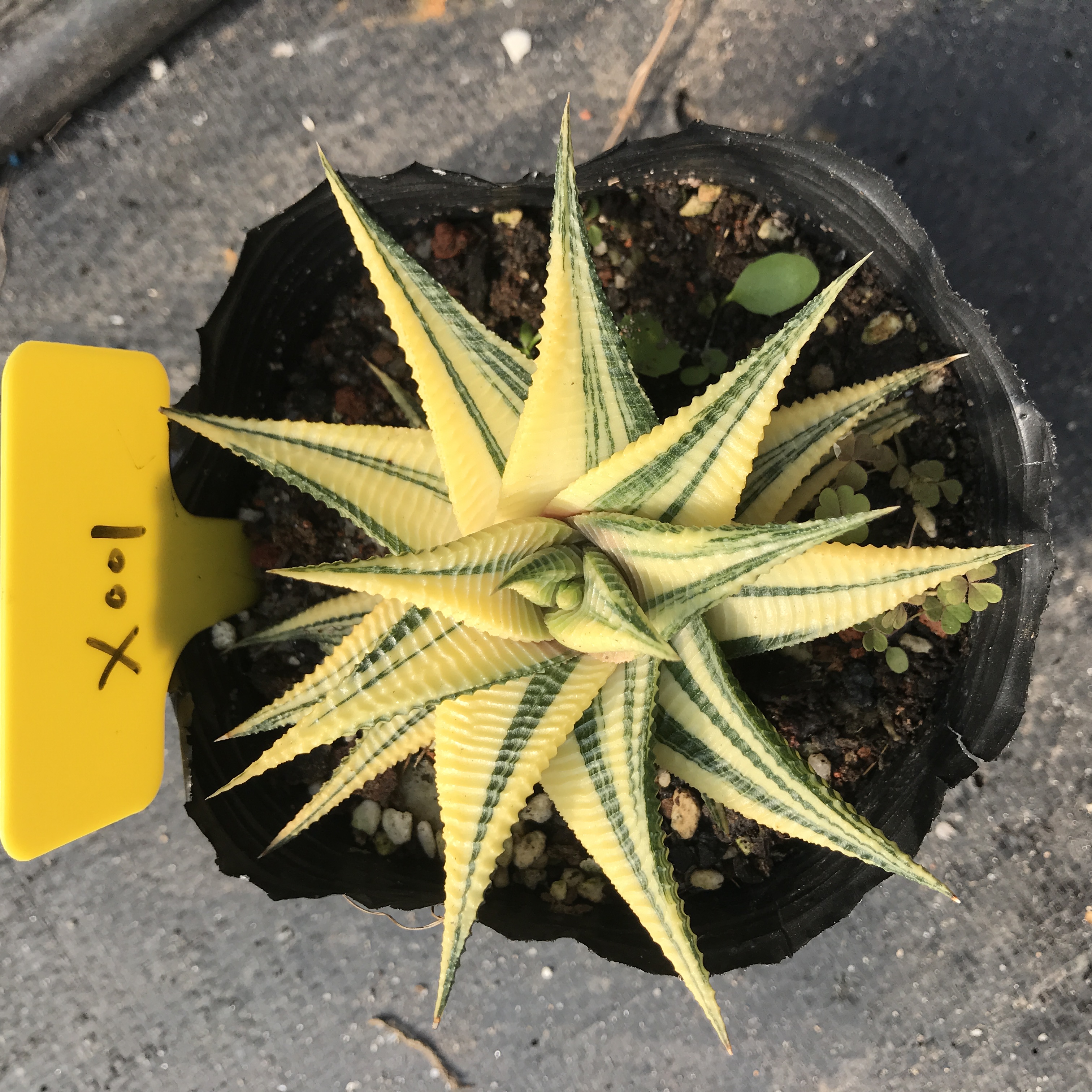 多肉植物 琉璃殿锦 
